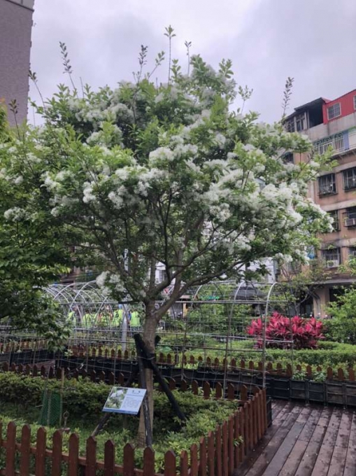 1﹒4月雪的流蘇